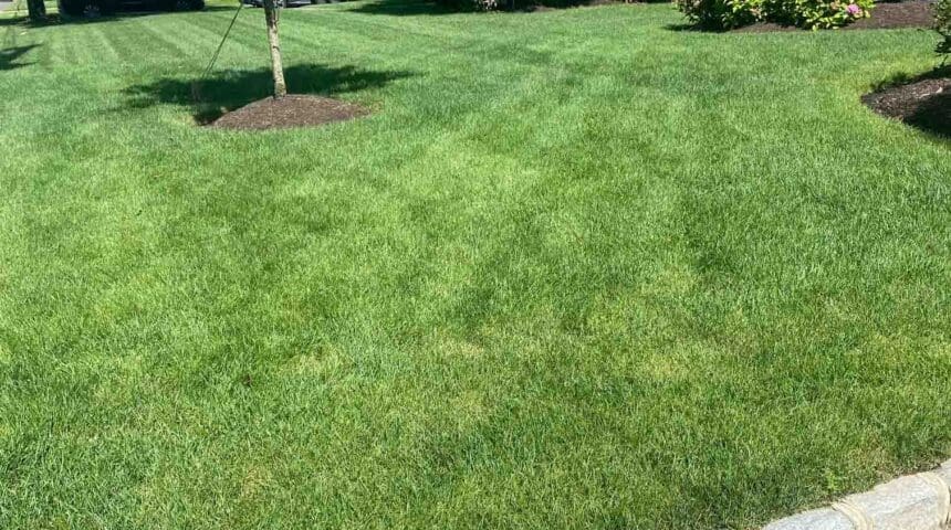 Scotch Plains, NJ Weed Control Services