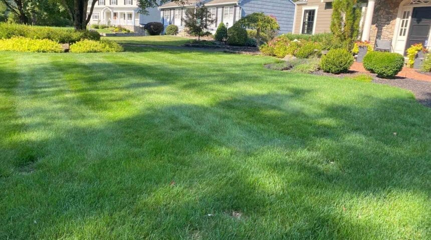 Scotch Plains, NJ Weed Control Services