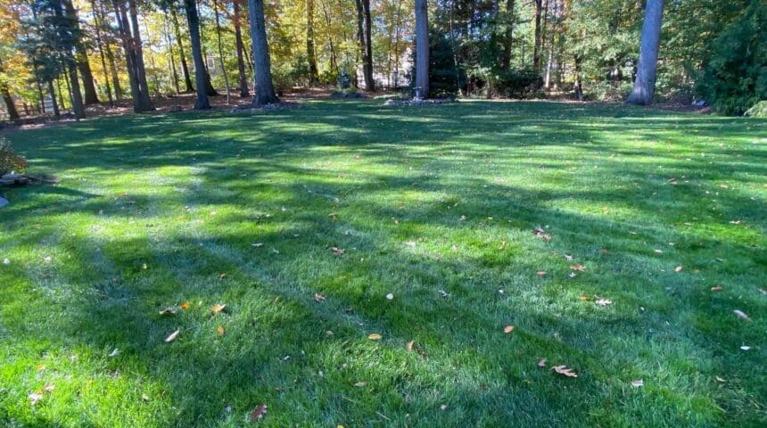 Scotch Plains, NJ Weed Control Services
