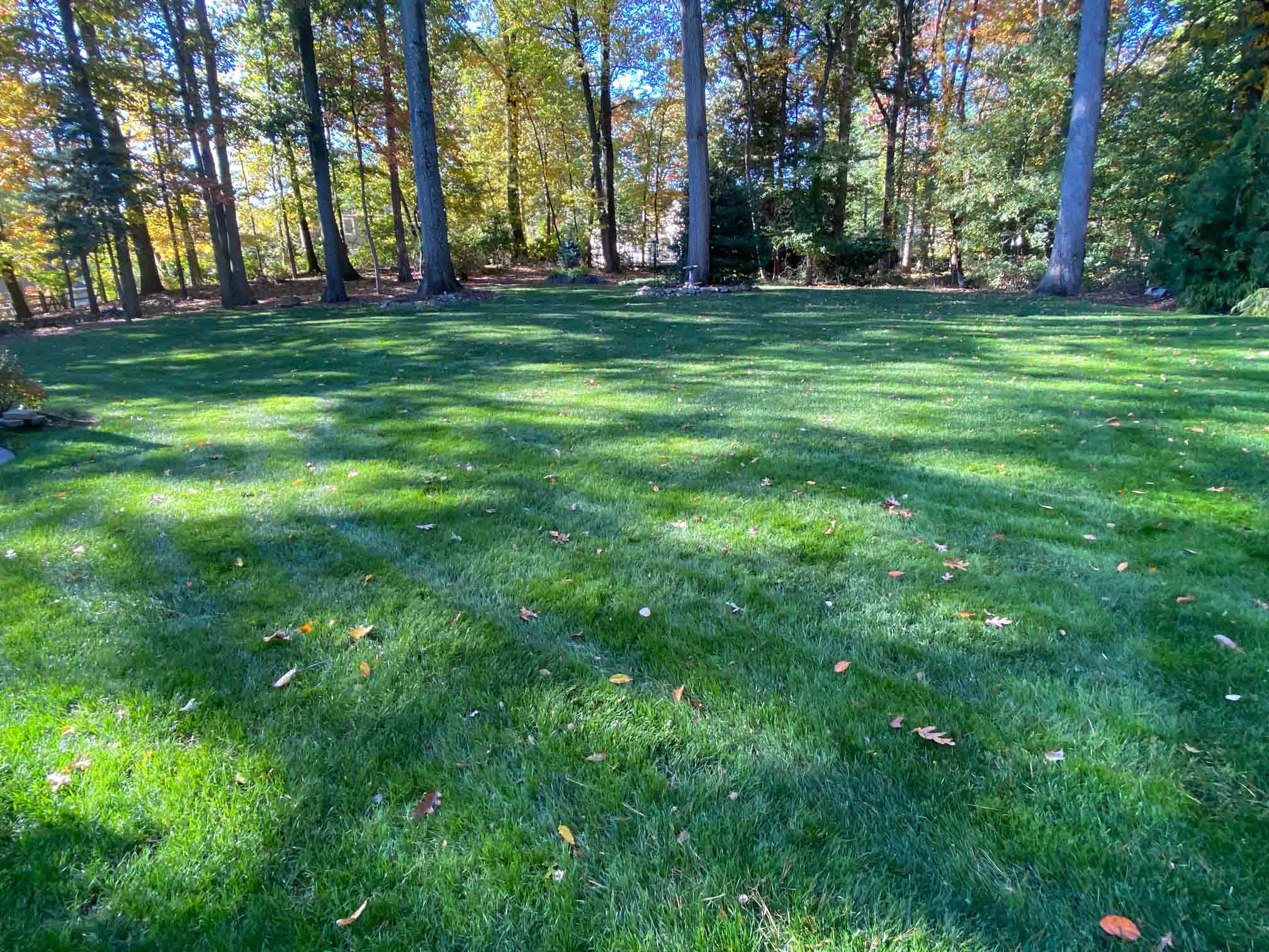 Scotch Plains, NJ Weed Control Services