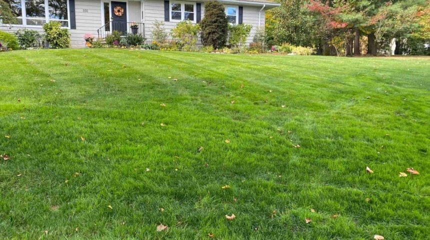 Scotch Plains, NJ Weed Control Services