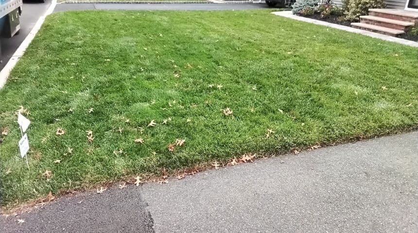 Scotch Plains, NJ Weed Control Services