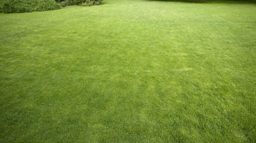 Scotch Plains, NJ Turf Management Services