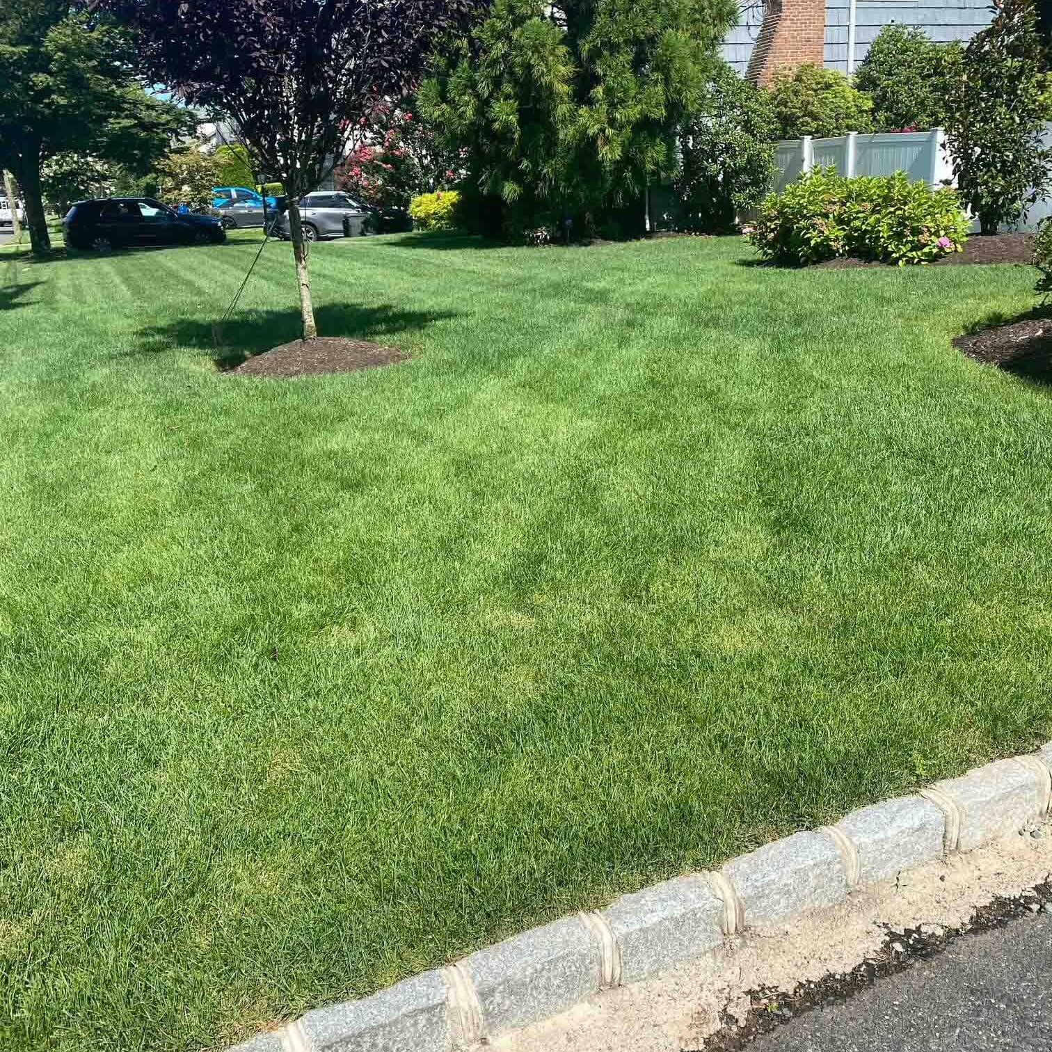 Scotch Plains, NJ Weed Control Services