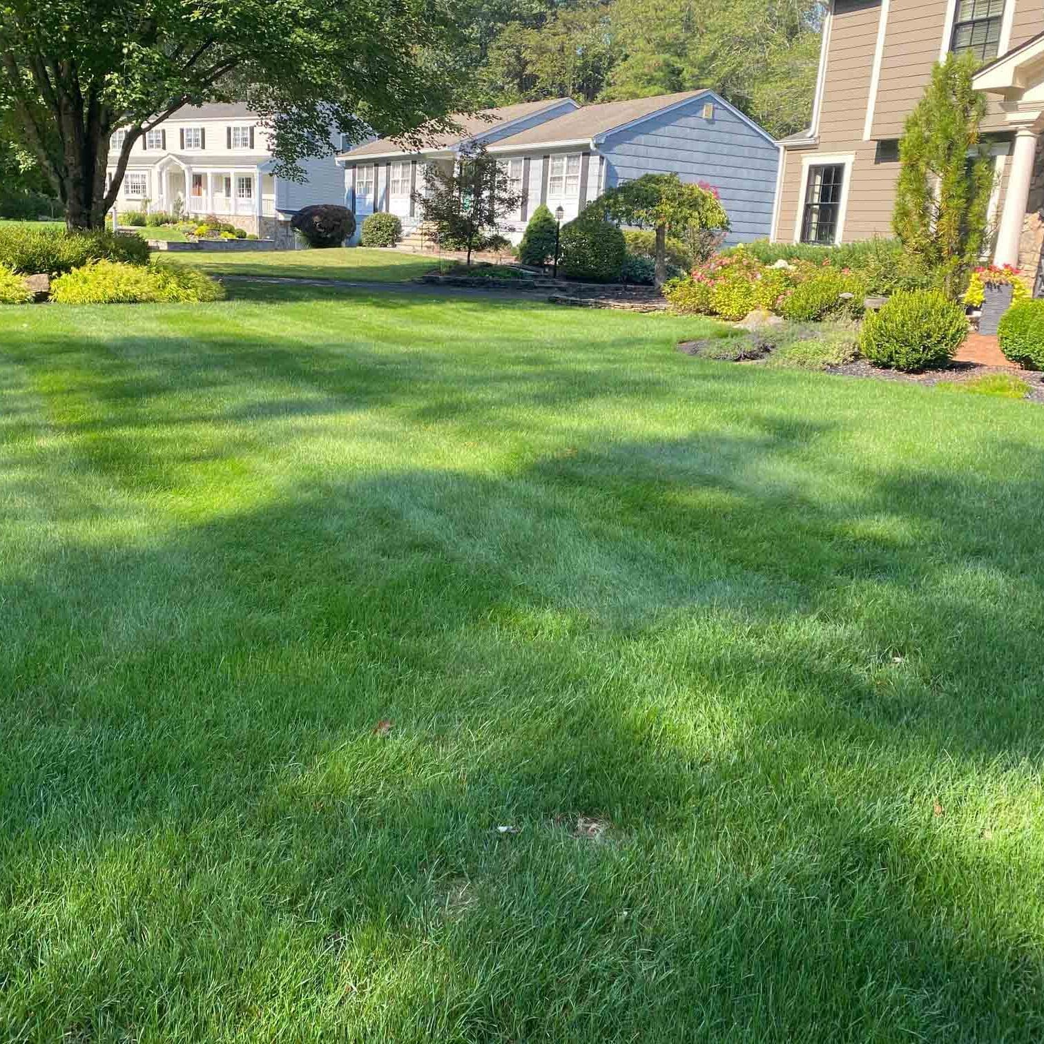 Scotch Plains, NJ Weed Control Services