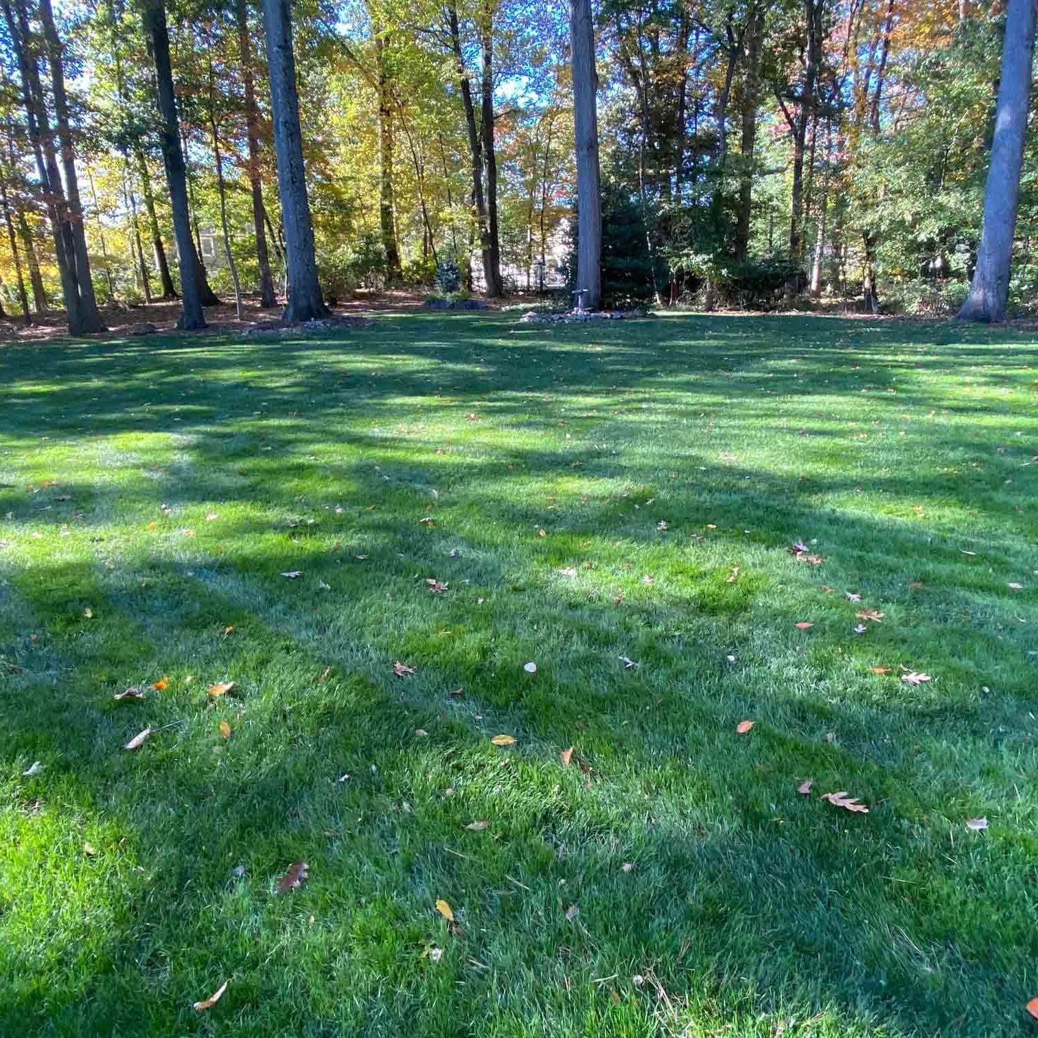 Scotch Plains, NJ Weed Control Services