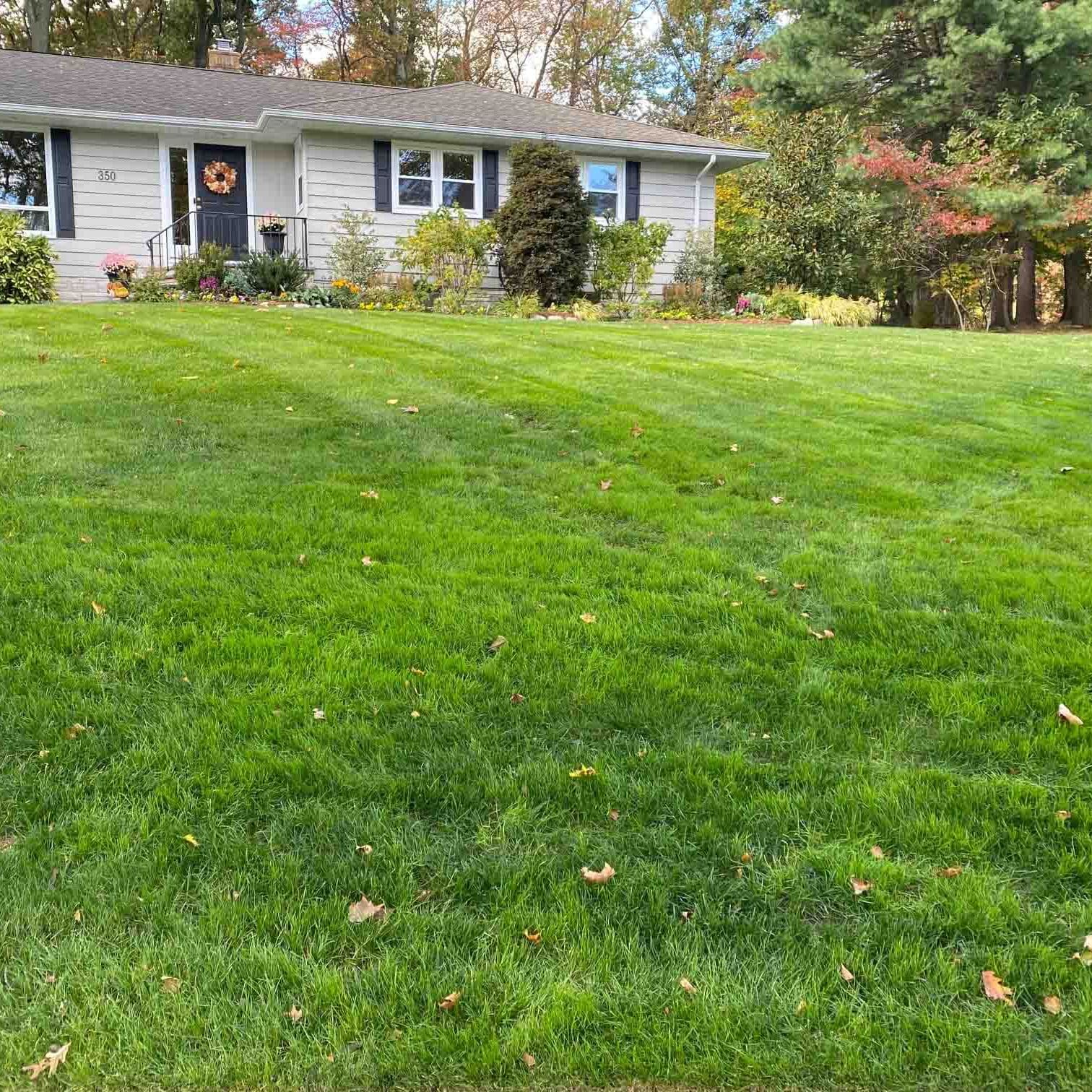 Scotch Plains, NJ Weed Control Services