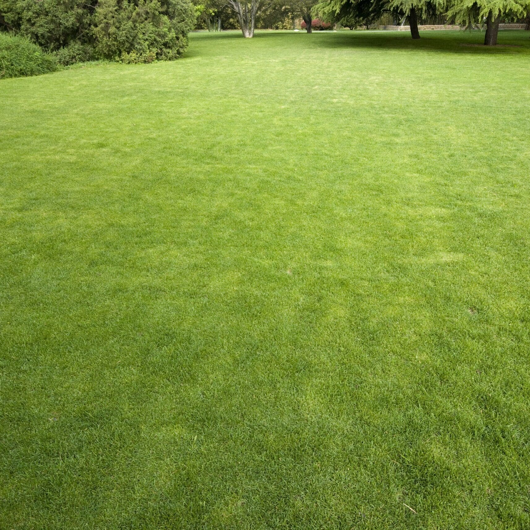 Scotch Plains, NJ Turf Management Services